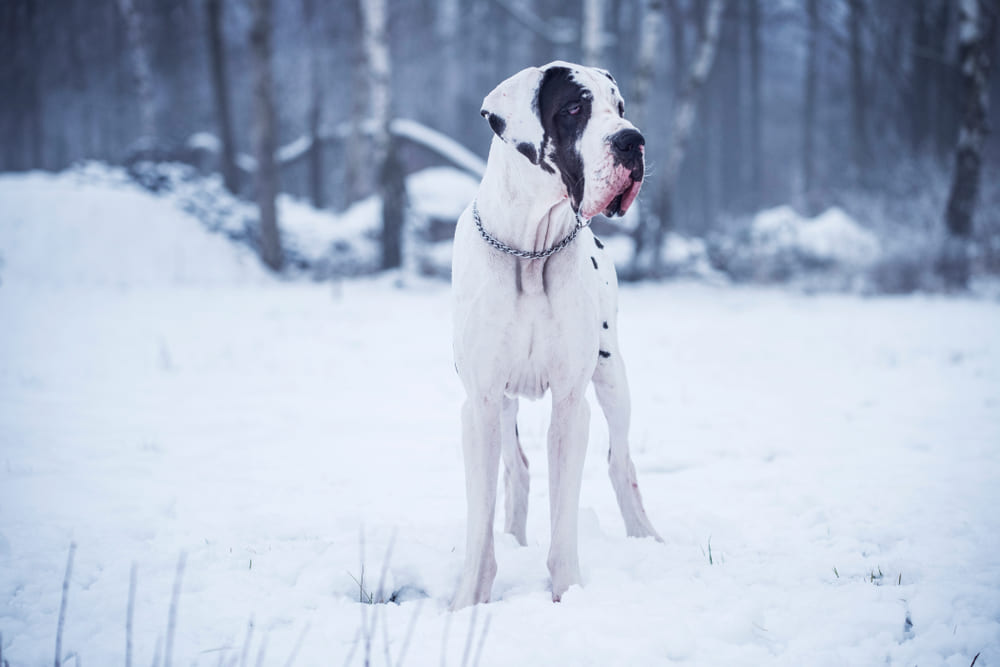 Порода собак немецкий дог