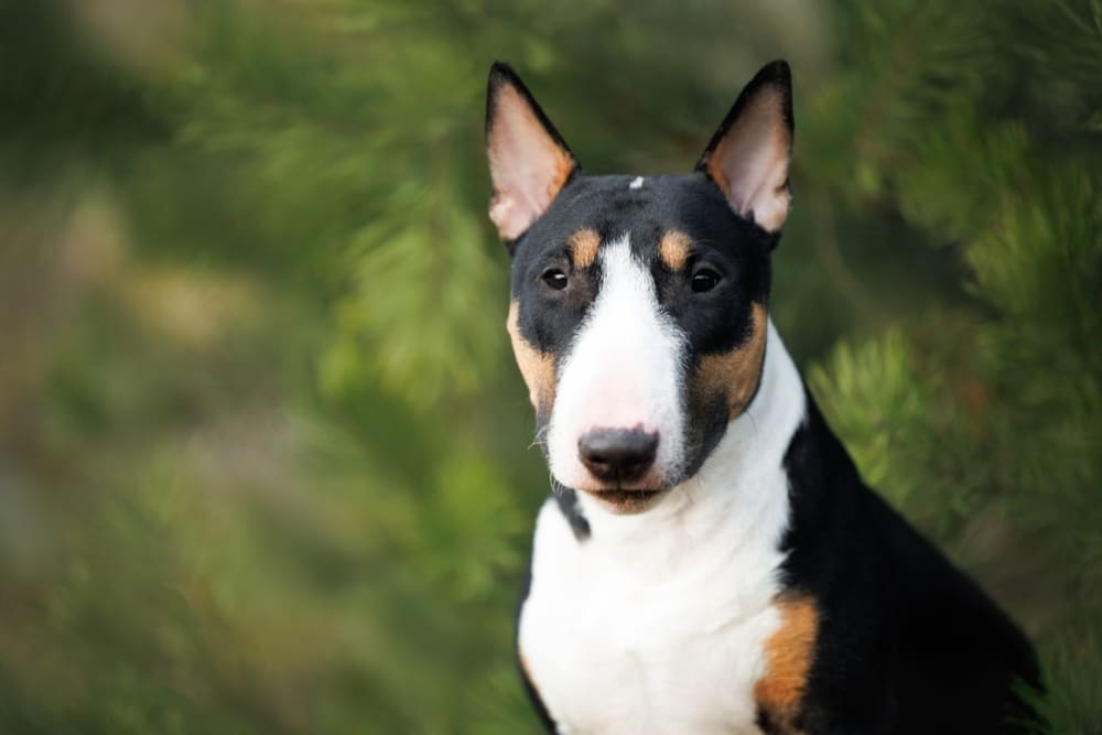 Это портрет бультерьера