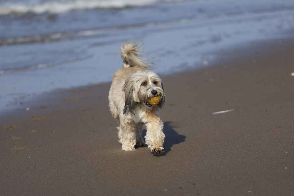 Тибетский терьер у воды