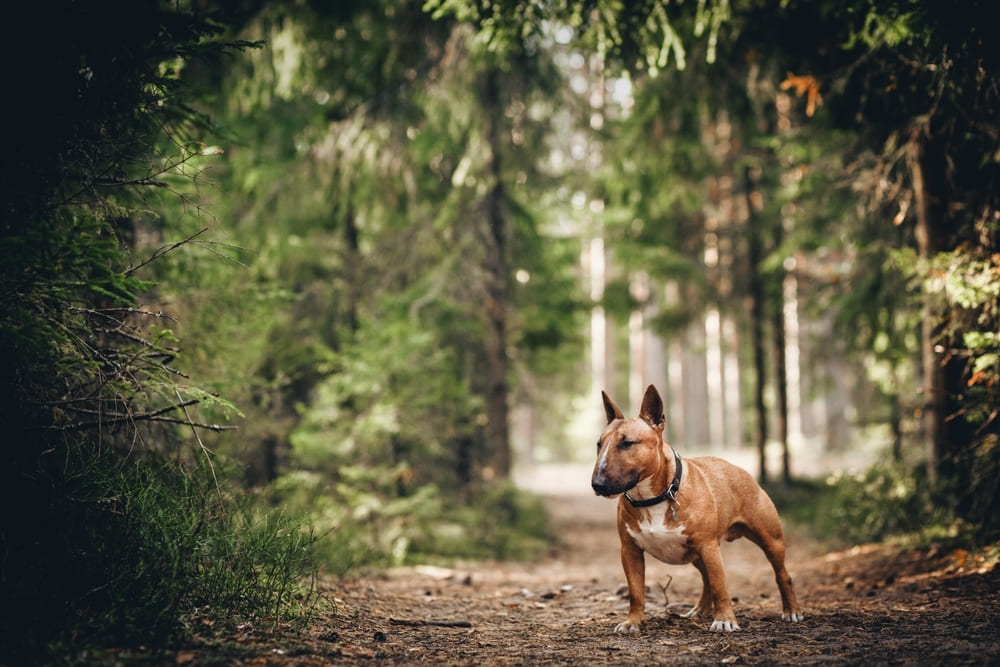 Бультерьер белого цвета