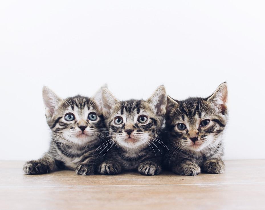 Сколько котят рождается у кошки за раз
