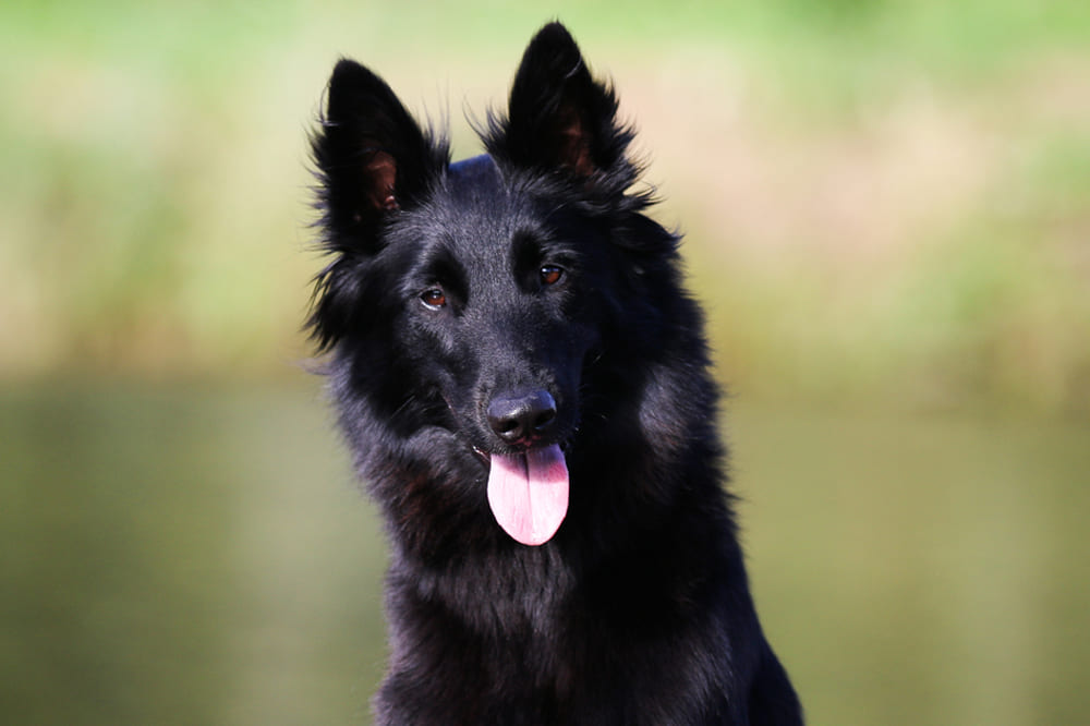 Собака породы грюнендаль на зеленом фоне