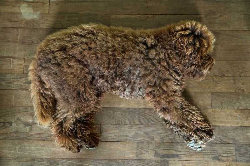 Барбет лежит на полу