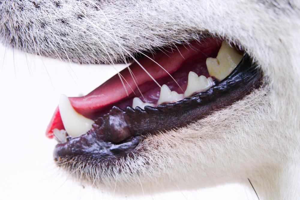 Сколько зубов у собаки в норме: зубная формула и ее схема
