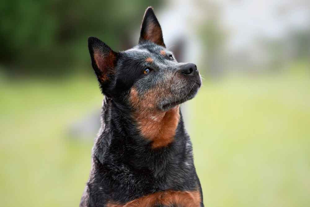 Австралийский хилер внимательно смотрит