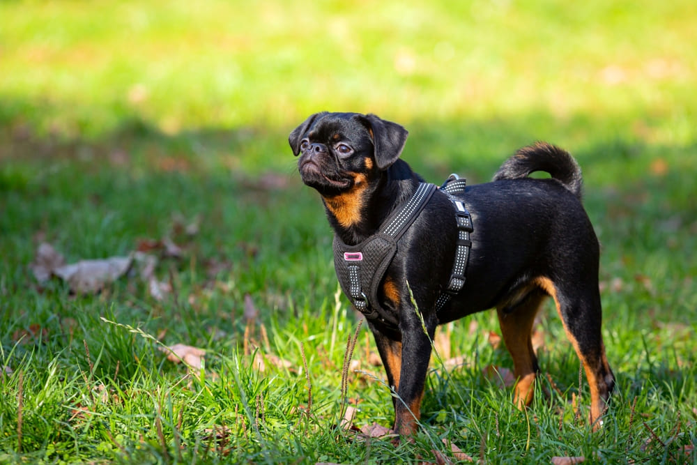 Собака пти-брабансон стоит на траве