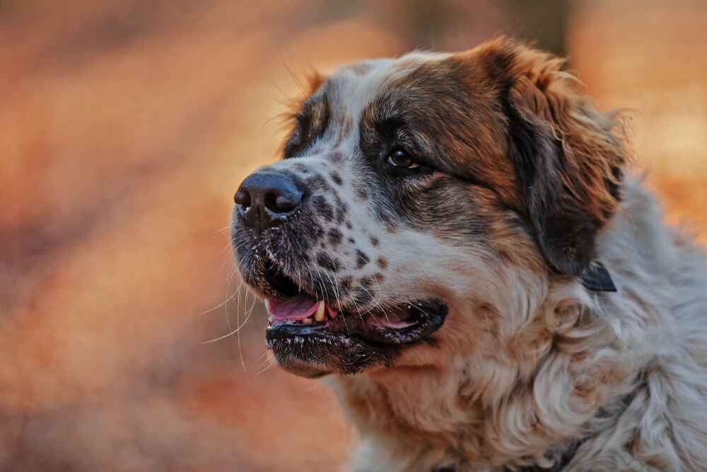 Порода московская сторожевая