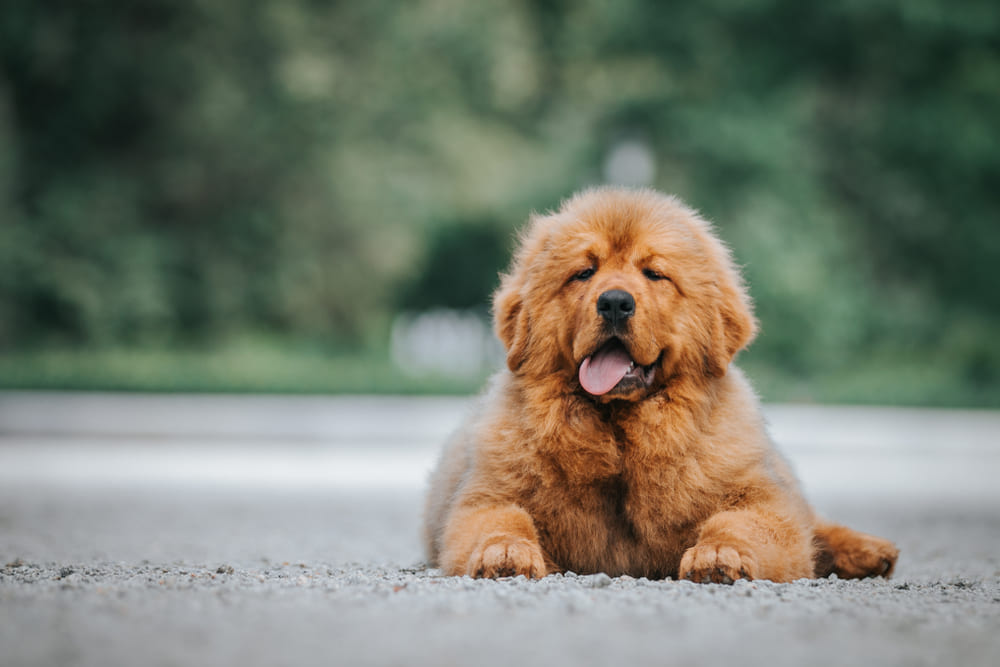 Щенок тибетского мастифа отдыхает