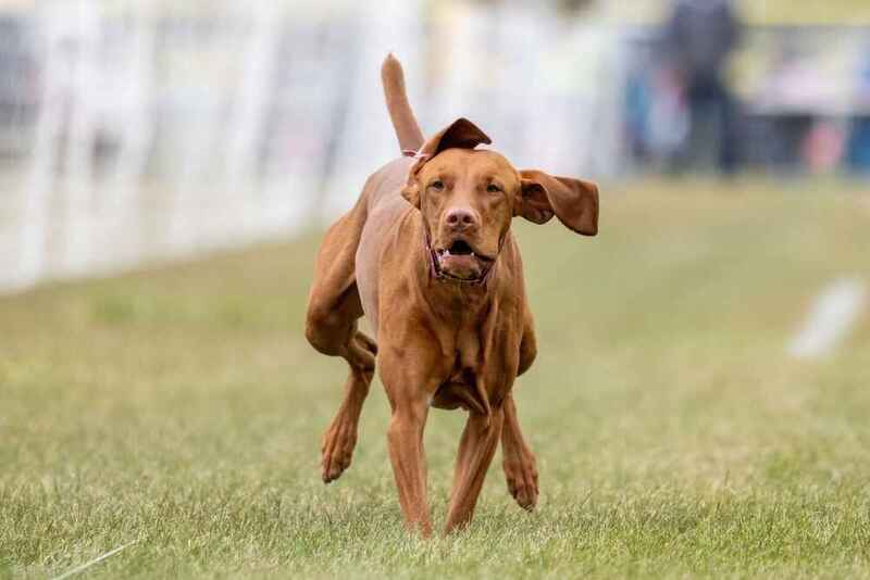 Венгерская выжла на соревновании