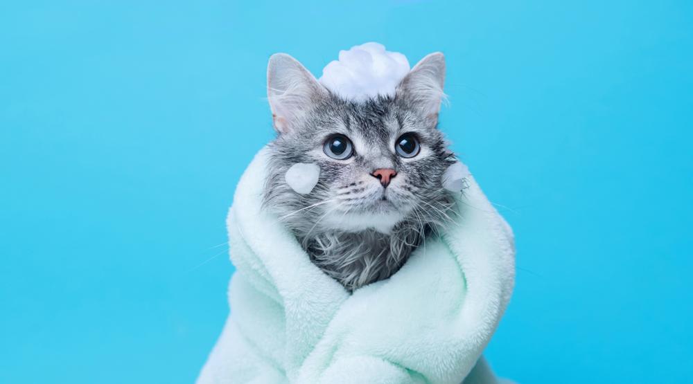 Можно ли мыть кошку обычным шампунем для людей: мнения и советы ветеринаров