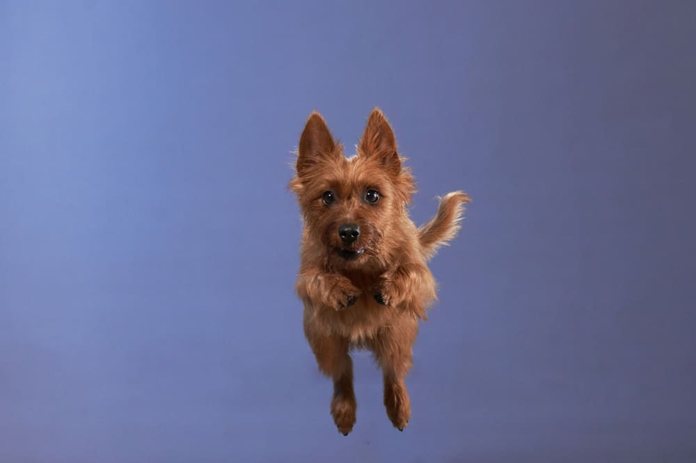 Собака породы австралийский терьер