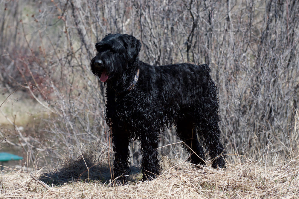 Фландрийский бувье в парке