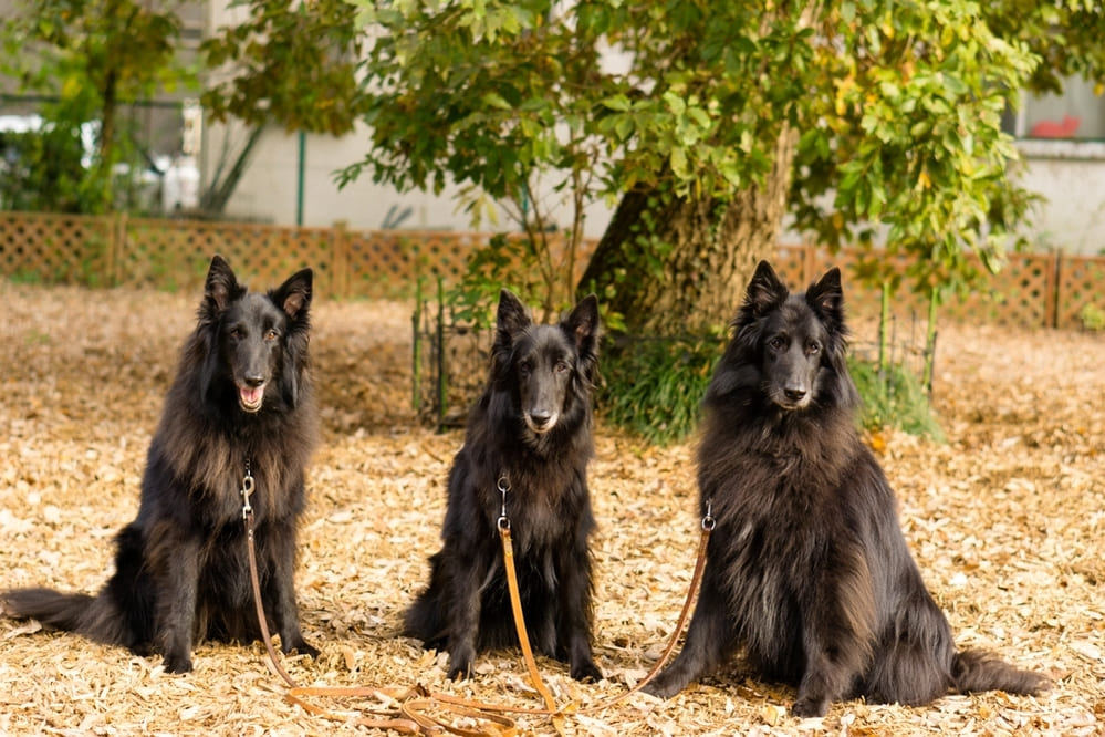Грюнендаль считается пастушьей собакой