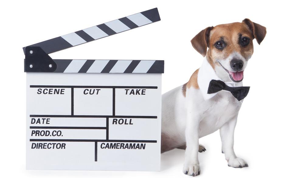 Подборка пород собак из известных фильмов