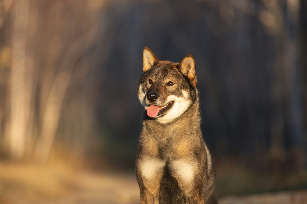 Красивый портрет сикоку