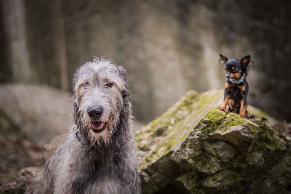 Ирландский волкодав с другой собакой