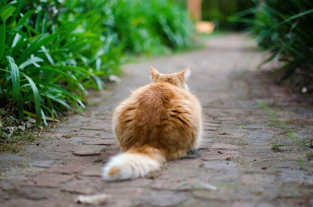Почему кот или кошка трясет хвостом: метит, радуется, злится – и другие  причины