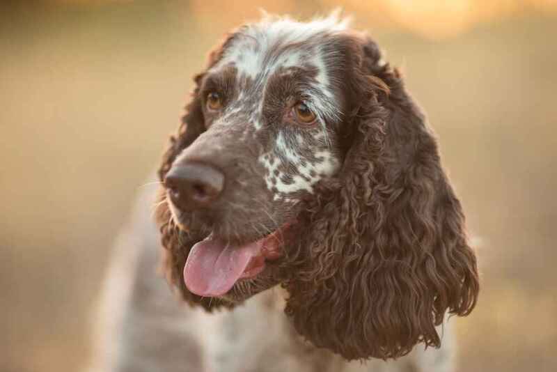 Голова английского спрингер-спаниеля