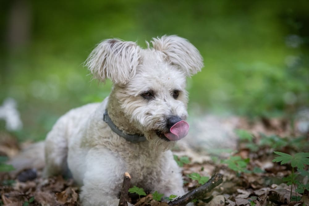 Пуми на прогулке