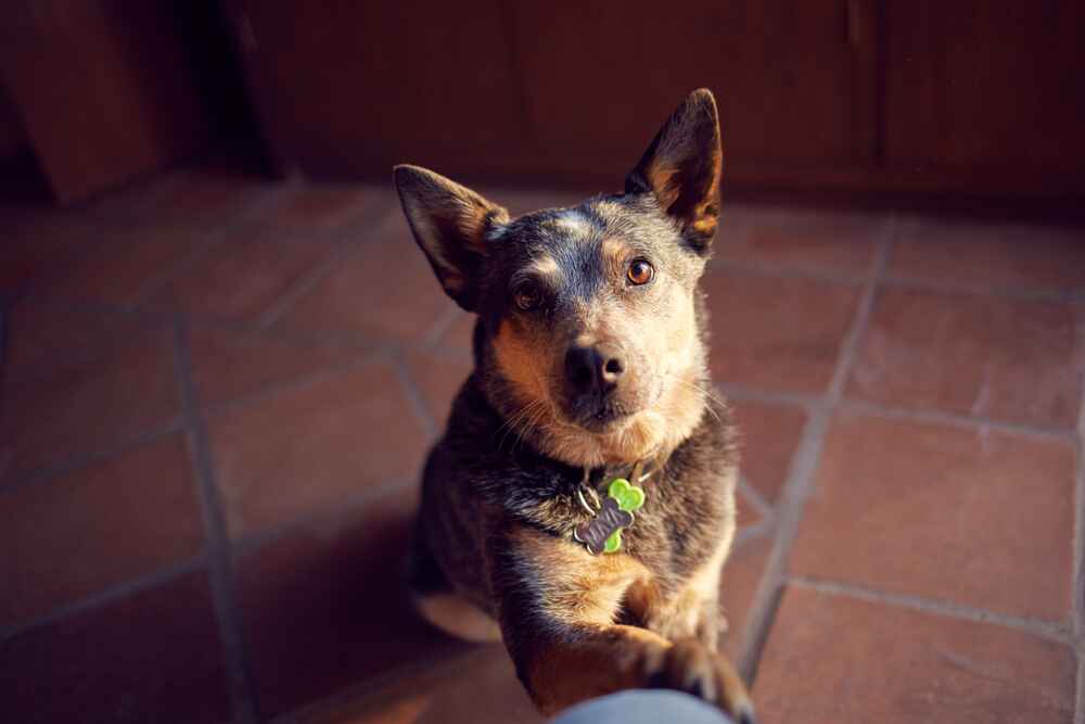 Австралийская пастушья собака на фото