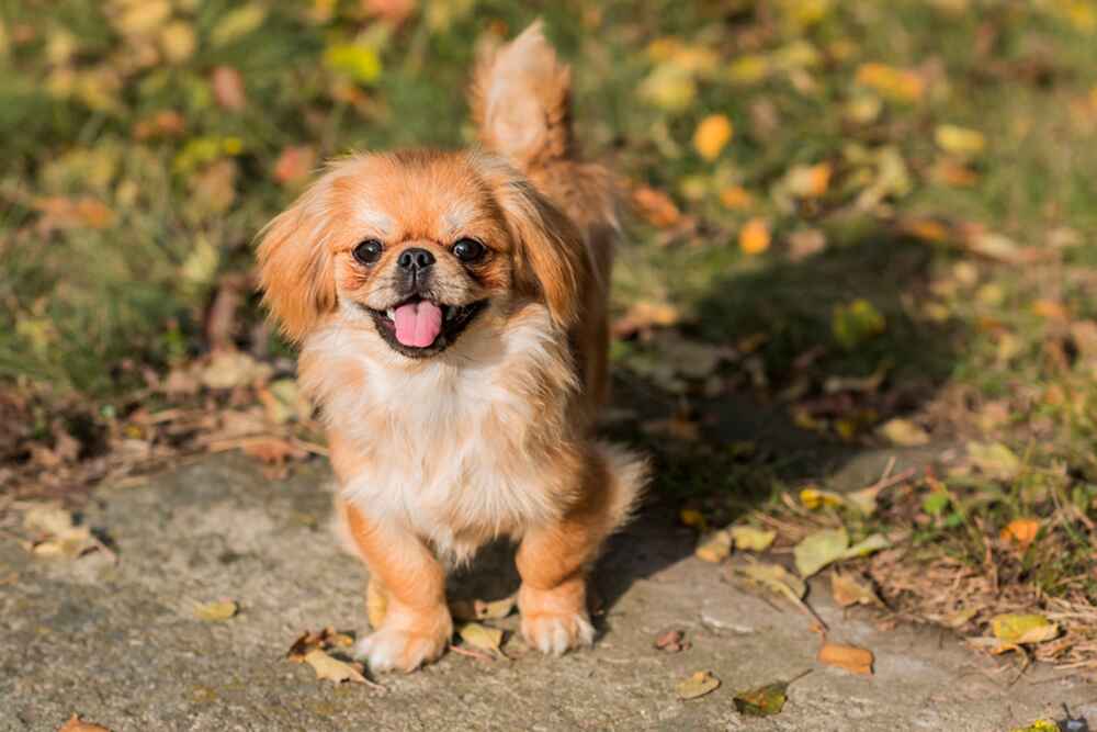 Молодой тибетский спаниель золотистого цвета