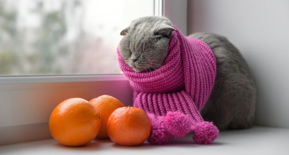 Простуда у кошек: симптомы и лечение