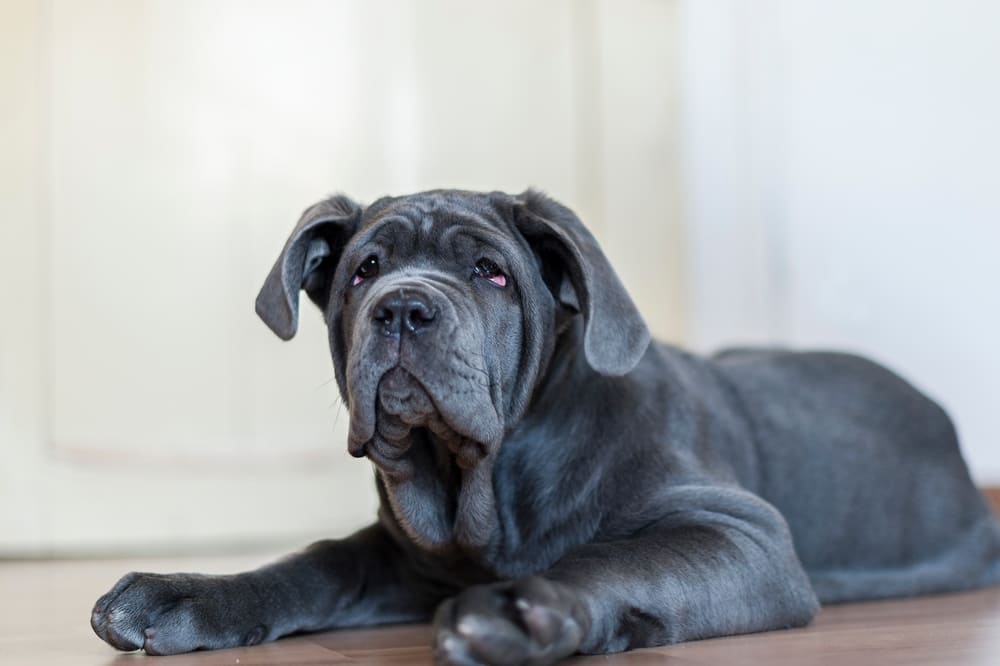 Красивый щенок мастино неаполитано