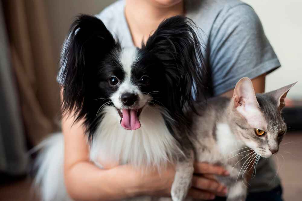 Папильон с кошкой