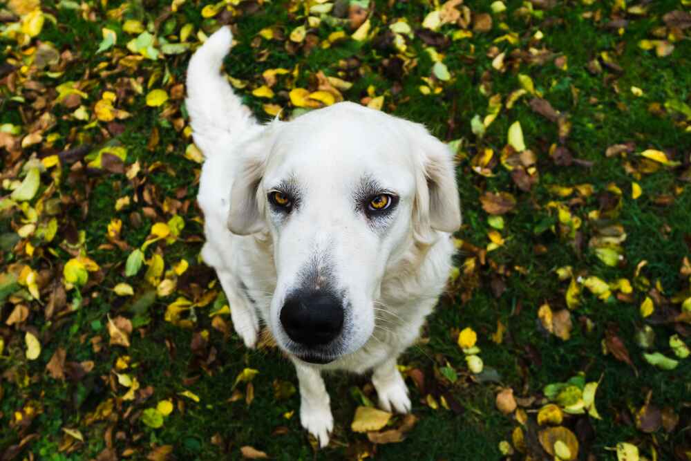 Словацкий чувач осенью