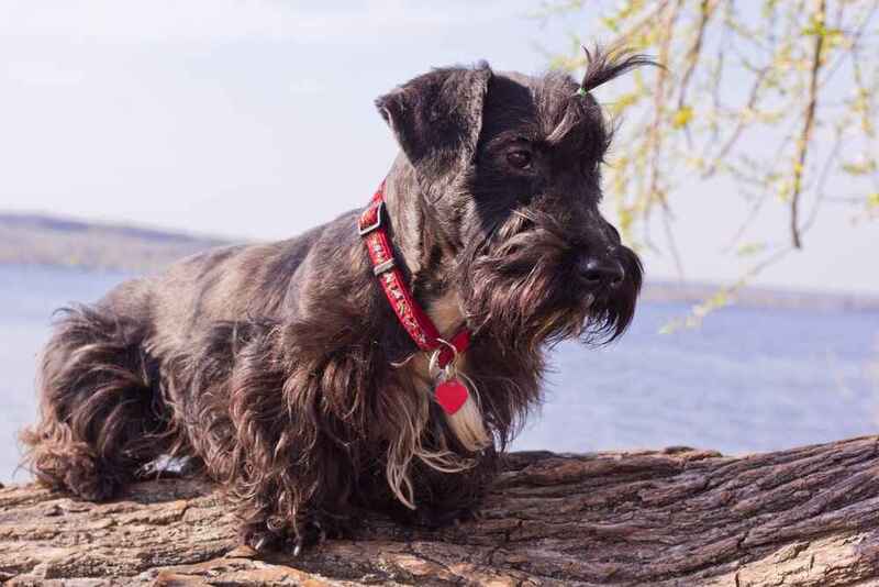 Изображениe — Черный чешский терьер Черный чешский терьер