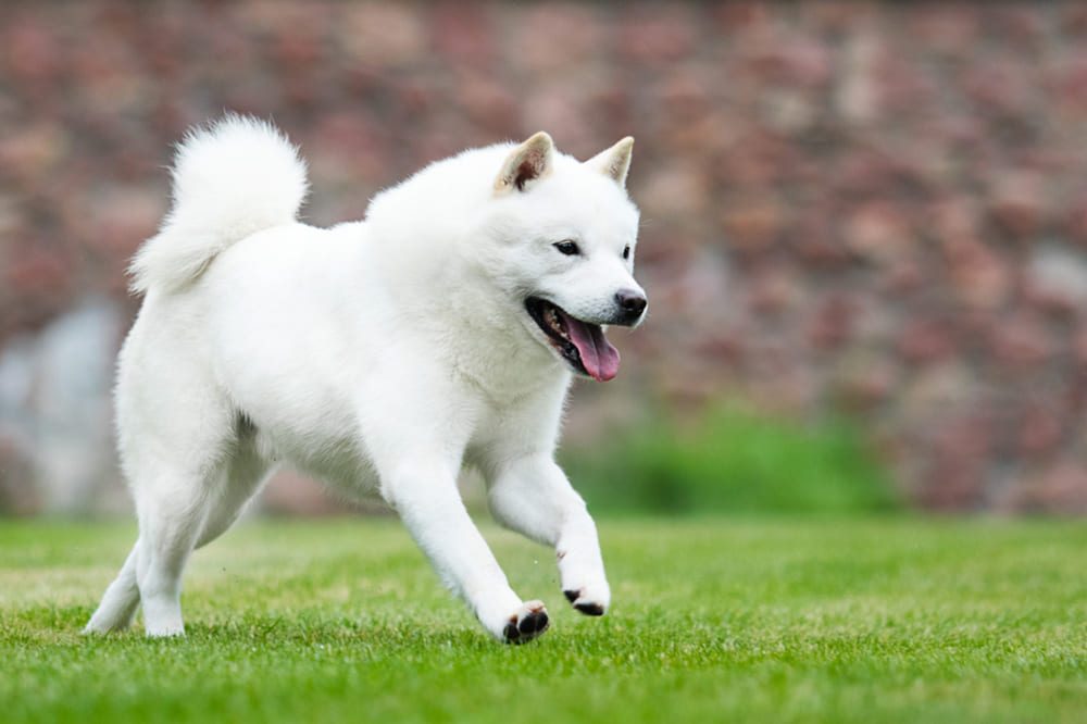 Порода собак айну