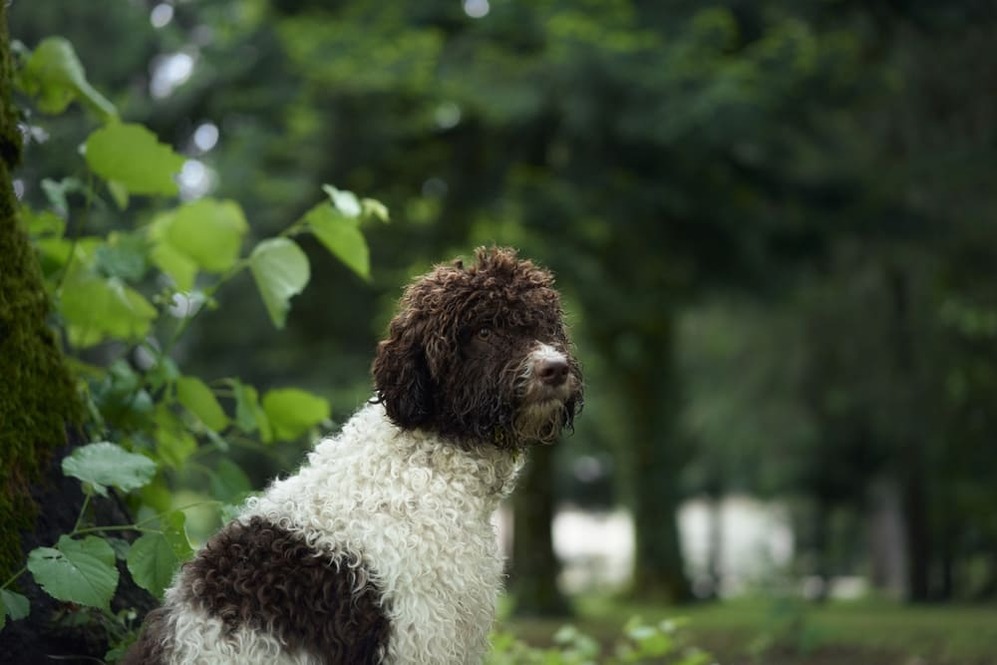 Изображениe — Водяная итальянская собака в лесу Водяная итальянская собака в лесу