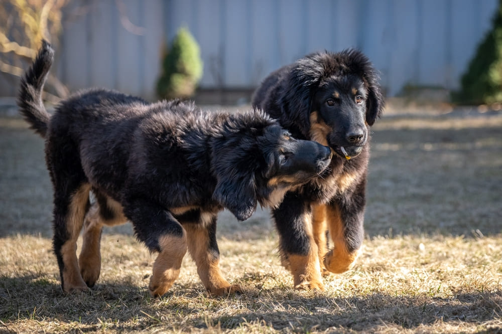 Две собаки породы ховаварт в щенячьем возрасте
