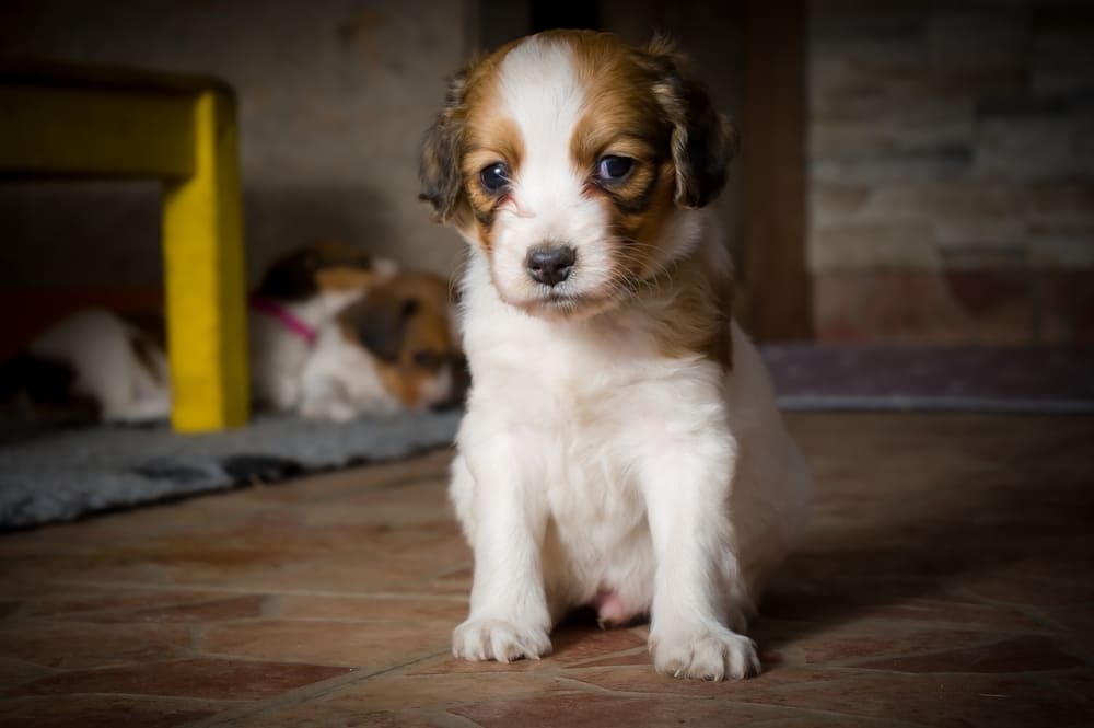 Коикерхондье в щенячьем возрасте