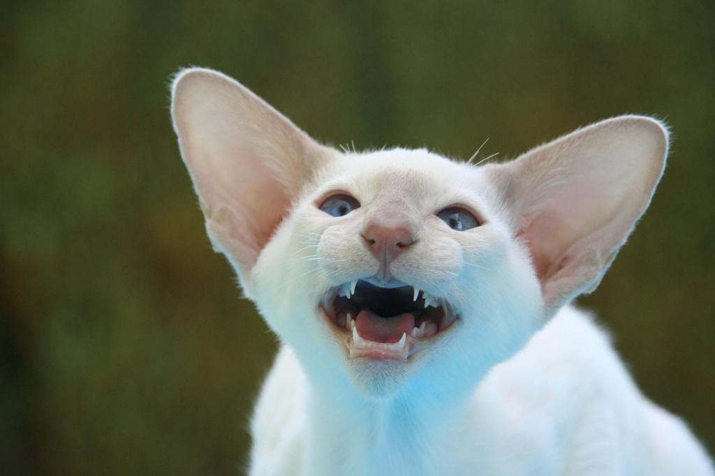 ТОП-15 пород кошек с большими ушами