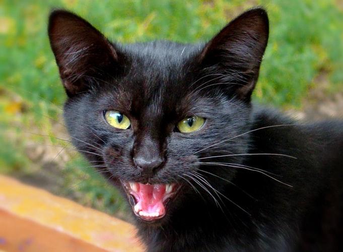 Почему кошки и коты шипят: на человека или друг на друга, 5  распространенных причин, как успокоить питомца