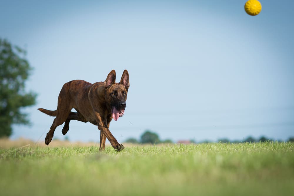 Это собака породы хердер