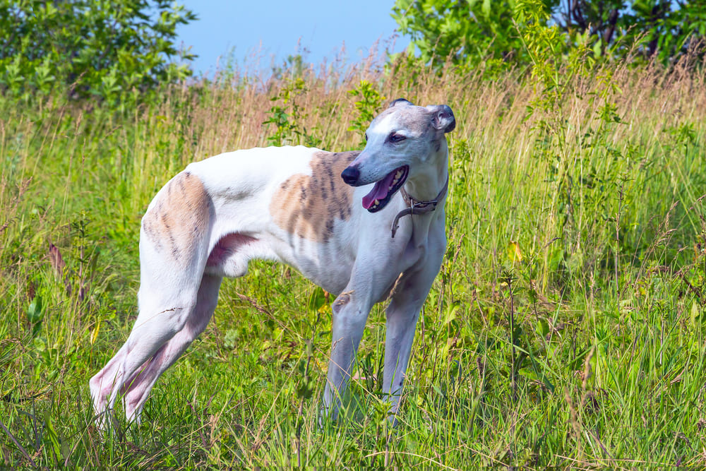 Собака greyhound
