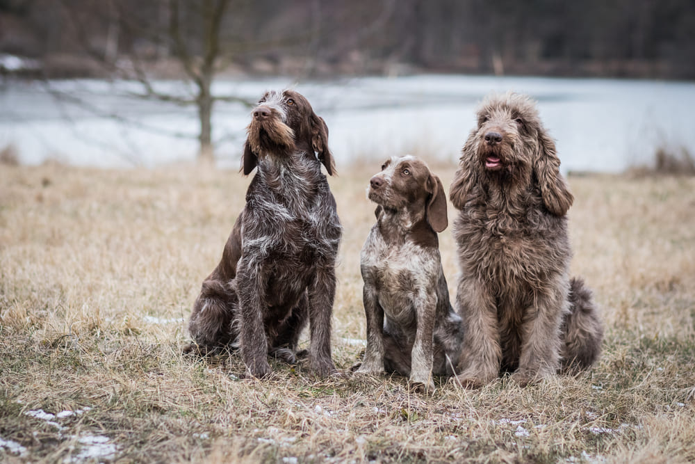 Красивая собака итальянский спиноне