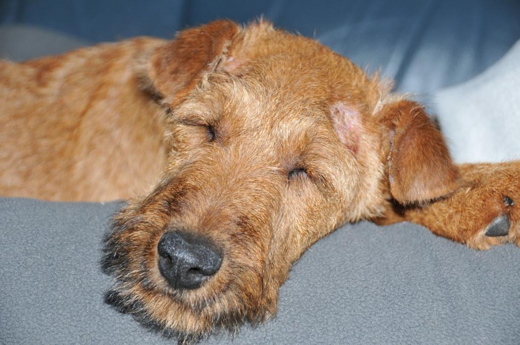 Дисбактериоз у собак: первые признаки и лечение