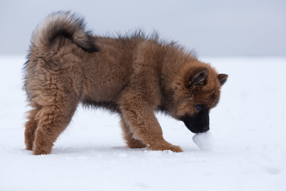 Евразиер в щенячьем возрасте