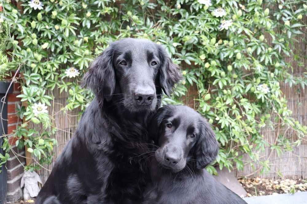 Два прямошерстных ретривера