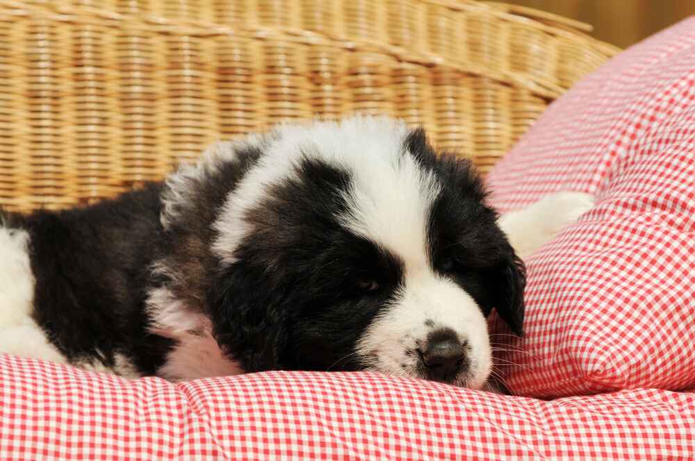 Щенок пиренейского мастифа отдыхает