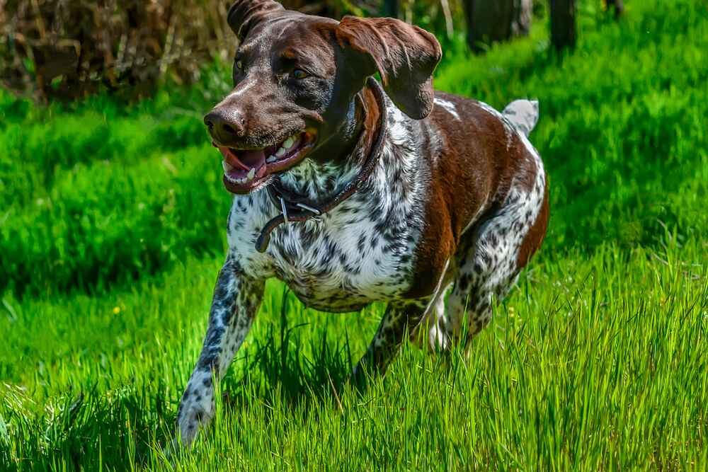 Изображениe — Курцхаар быстро бежит Курцхаар быстро бежит
