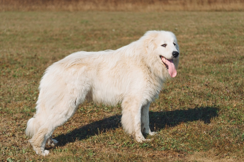 Большая пиренейская горная собака