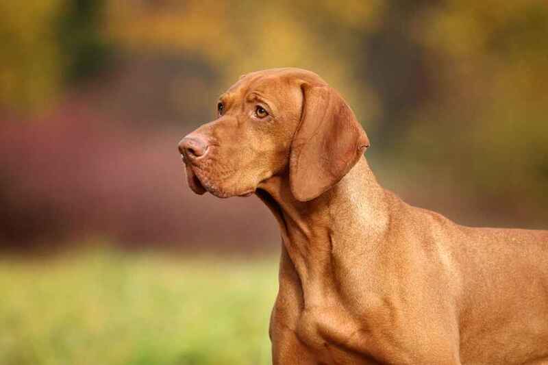 Венгерская выжла смотрит в сторону