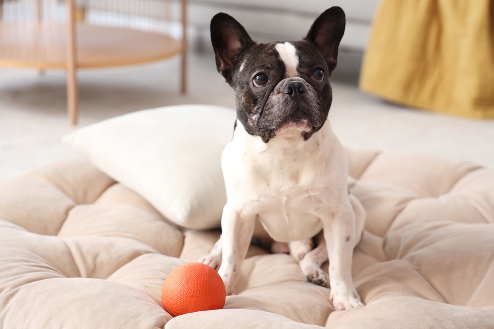Белый бульдог с игрушкой