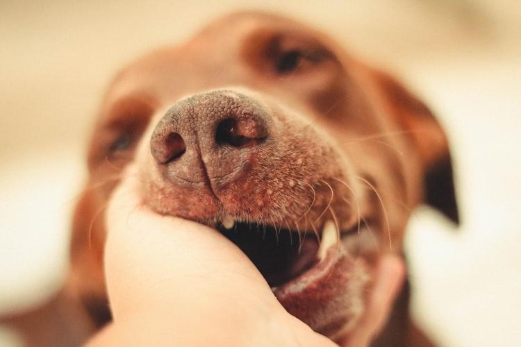 Как отучить собаку кусаться. Методы отучения пса кусаться. | НВП «Астрафарм»