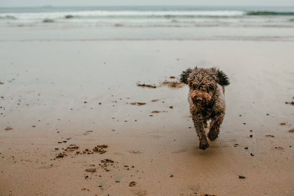 Испанская водяная собака бежит по пляжу