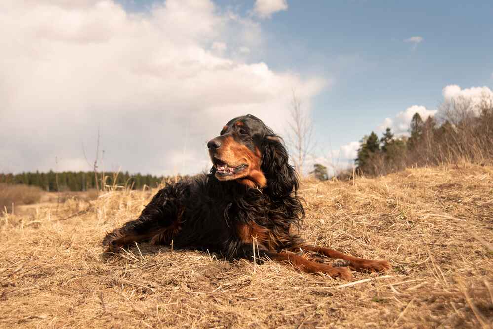 Изображениe — Собака гордон-сеттер Собака гордон-сеттер